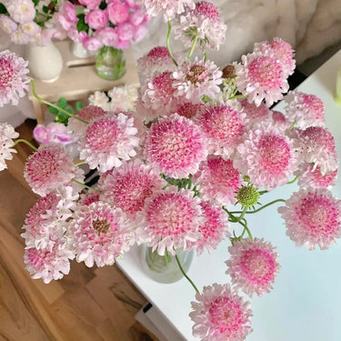 Pink Pincushion Flower Seeds