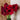 Hippeastrum Seeds-Mandela