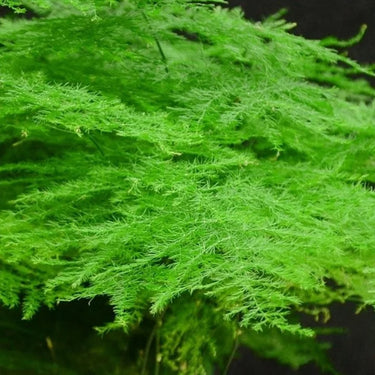 Myriocladus, Asparagus Fern Seed