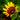 Rudbeckia Hirta Seeds-Dwarf