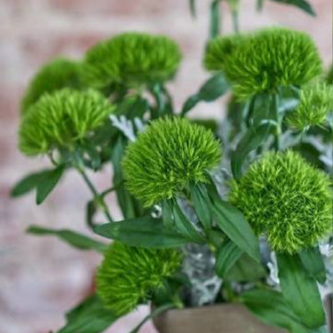 Carnation Seeds-Green Trick