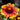 Chrysanthemum Seeds-Arizona Sun'