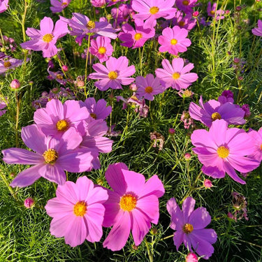 Cosmos Seeds - Pinkie