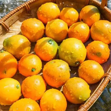 Honey Crisp Kumquat