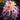 Cold-hardy Four-season Chrysanthemum Seeds-Purple-Pink
