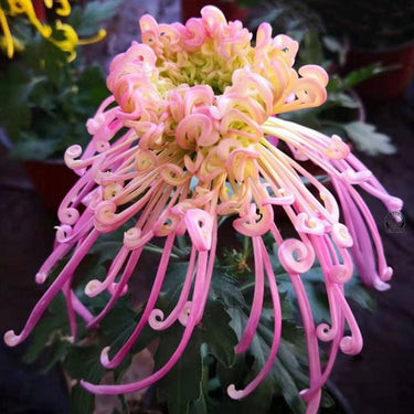 Cold-hardy Four-season Chrysanthemum Seeds-Purple-Pink