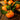 Sugar Orange