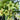 Hippeastrum Seeds-Magic Green