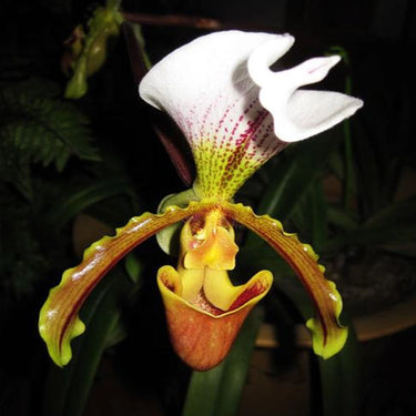 Paphiopedilum Villosum Seeds - White Bronze Apricot Orange