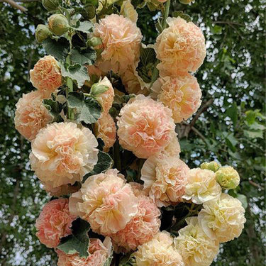 Alcea Hollyhocks - Peaches and Dreams