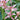 Cymbidium Hookerianum