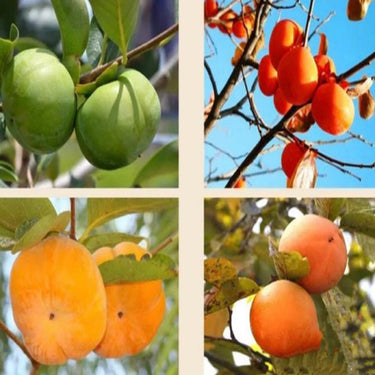 Persimmon Tree – Diospyros Hachiya Fruit Seeds – Tall Potted Plant Great for Containers