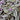 Tradescantia ZebrinaTradescantia zebrina