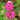 Phlox Seeds-Love Letter (Pink)