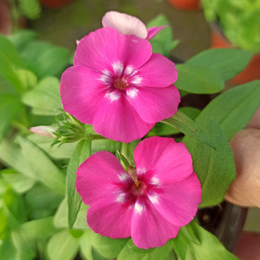 Phlox Seeds-Love Letter (Pink)