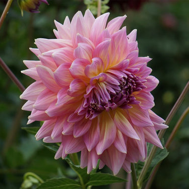 Dahlia Seeds-Strawberry Ice