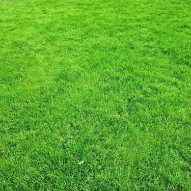 General Lawn Grass Seeds - lawn grass reference image 1