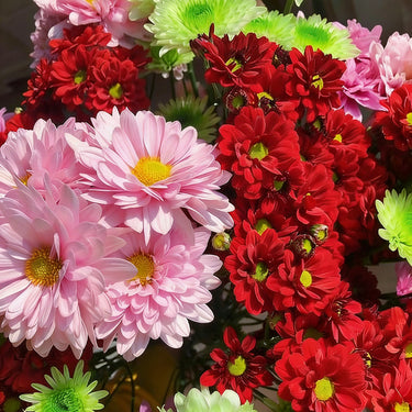 Double Click Mix Cosmos Flower Seeds