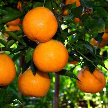 Bonsai Orange Tree Seed – Delicious Sweet Fruit Juicy