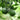 Lime Tree Seeds