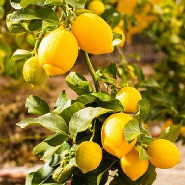 Lemon Seeds for Planting – Organic High Survival Rate Lemon Tree Seeds Planting for Home Garden