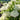 Lisianthus Seeds – White Swan