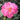 Hibiscus Seeds-Double-petal Red Cotton Rose