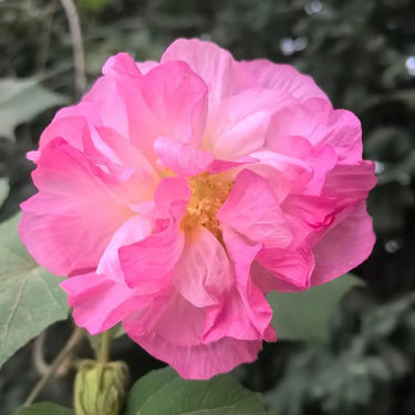 Hibiscus Seeds-Double-petal Red Cotton Rose