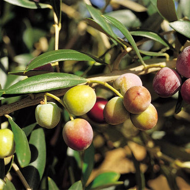 European Olive