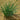 Allium mongolicum