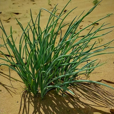 Allium mongolicum