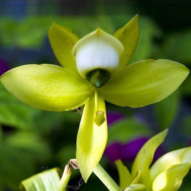 Cycnoches chlorochilon