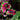 Begonia rex