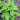 Basil, Pesto Party