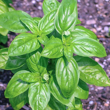Basil, Pesto Party