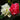 Hibiscus Seeds-Multicolored Mandarin Duck Cotton Rose