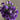 Lisianthus Seeds-Neon Purple