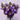 Lisianthus Seeds-Mariachi Lavender