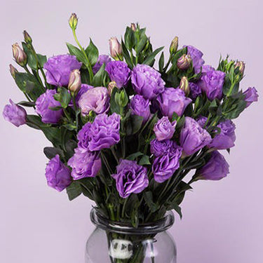 Lisianthus Seeds-Mariachi Lavender