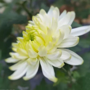 Dahlia Seeds-Single-petal lemon flower