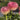 Strawflower Kimberly Sunset