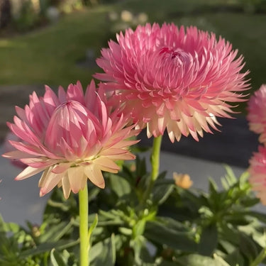 Strawflower Kimberly Sunset Seeds