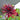 Dahlia Seeds-CactusSemi-cactus
