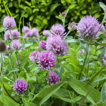 Red Clover Seed