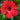 Hibiscus Seeds-Single-petal Red Hibiscus