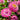 Strawflower Bright Bikini Pink