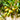 Sandalwood Olive