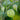 Perennial Cape Gooseberry – Physalis Peruviana Goldenberry Fruit Plant