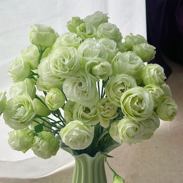 Lisianthus Seeds-Apple Green