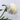 Cornflower Seeds - White Ball
